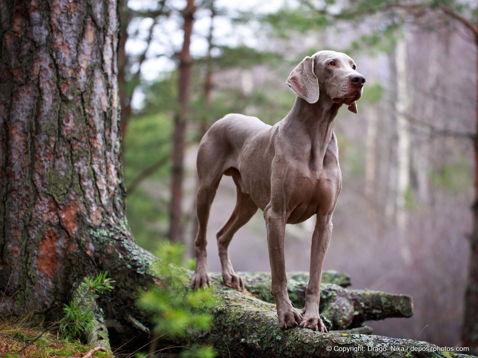 Ein Weimaraner steht im Wald