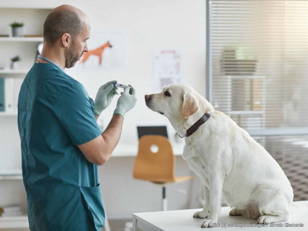 Welche Versicherungen brauche ich für meinen Hund?