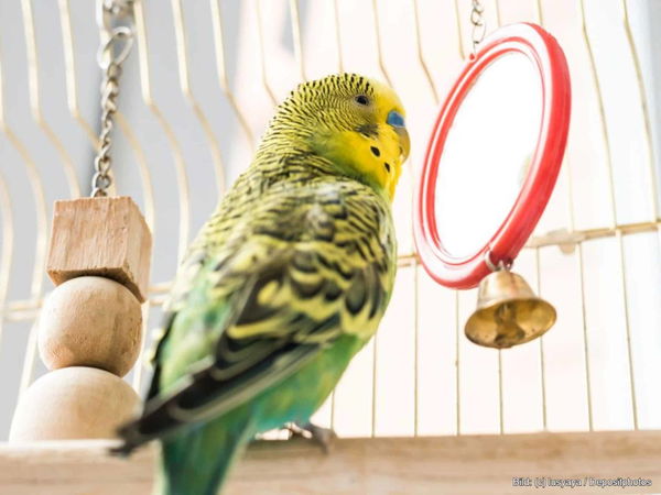 Kaufratgeber: Das beste Vogelspielzeug
