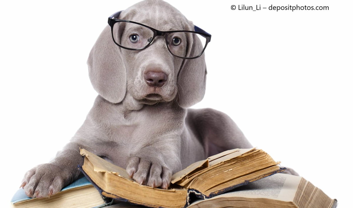 Weimaraner-Welpe mit Brille liegt auf ein paar Büchern. Beschriftung lautet: Bist Du eine Leseratte? Dann haben wir hier ein paar tolle Buchempfehlungen für Dich!