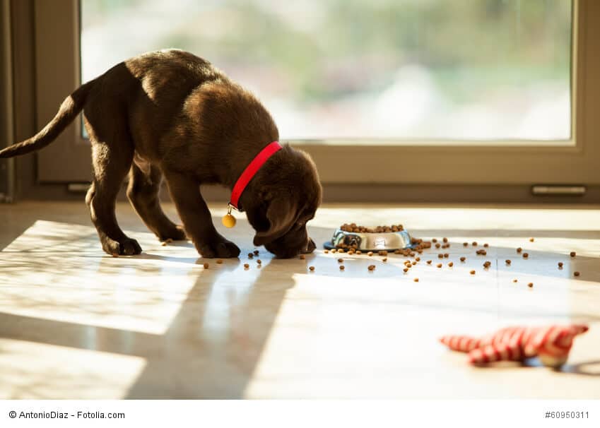 Ein Welpe frisst sein Futter neben dem Napf