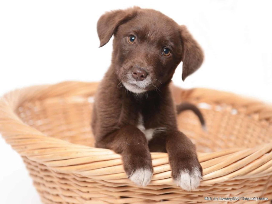 Kaufratgeber: Das beste Hundekörbchen für Zuhause und unterwegs