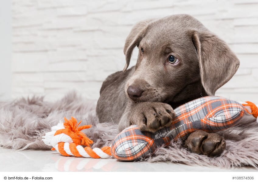 Süßer Hundewelpe mit einem Spielzeug