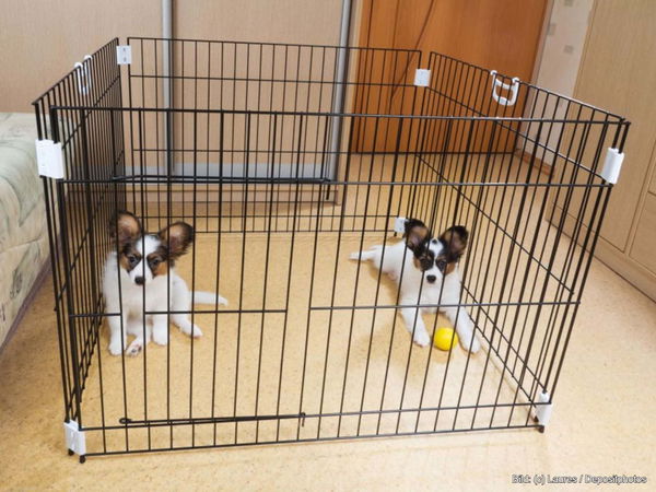 Kaufratgeber: Das beste Welpengitter für Hunde