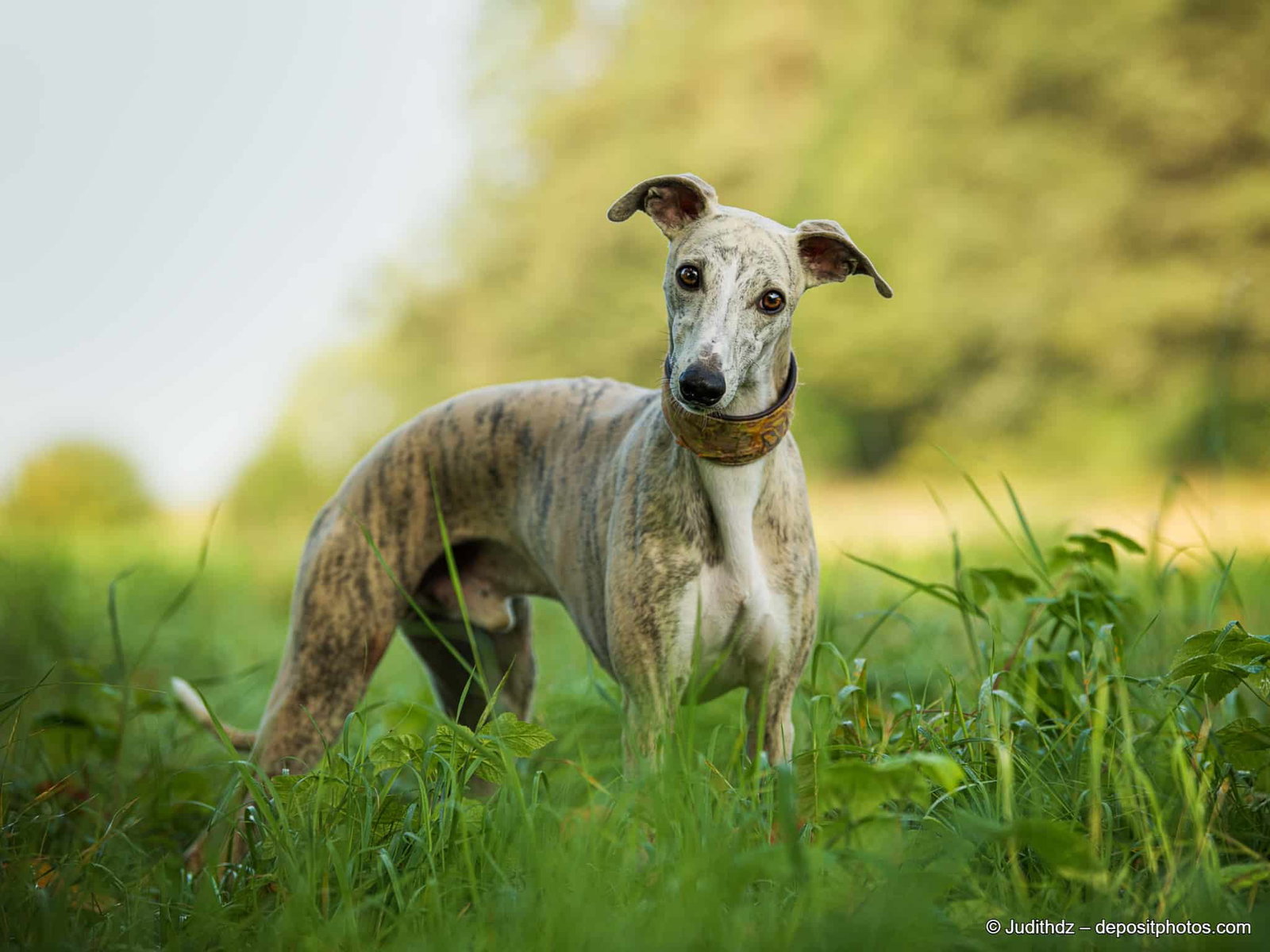 Whippet steht mit schräg in die Kamera schauendem Kopf auf einer Wiese. Beschriftung lautet: Whippet gehören zu den Windhundrassen und brauchen als solche regelmäßig die Gelegenheit frei zu rennen.