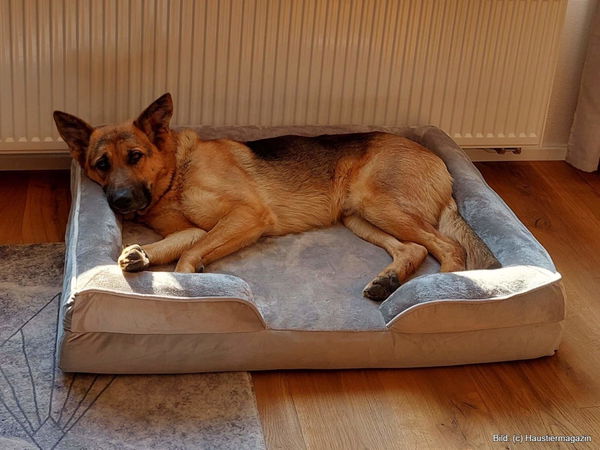 Wie finde ich die richtige Hundebett-Größe?