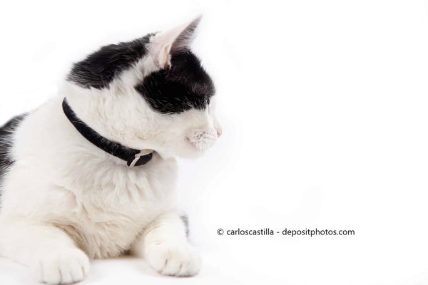 Das beste Zeckenhalsband für Katzen – Kaufratgeber