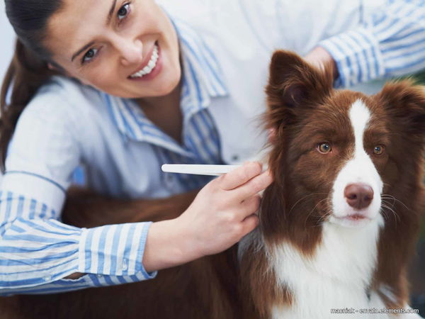 Zecken entfernen beim Hund: Diese Dinge solltest du unbedingt beachten
