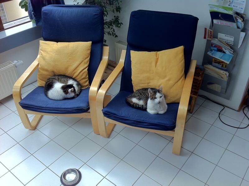 Zwei Kater liegen auf blauen Schwingsesseln mit gelben Kissen