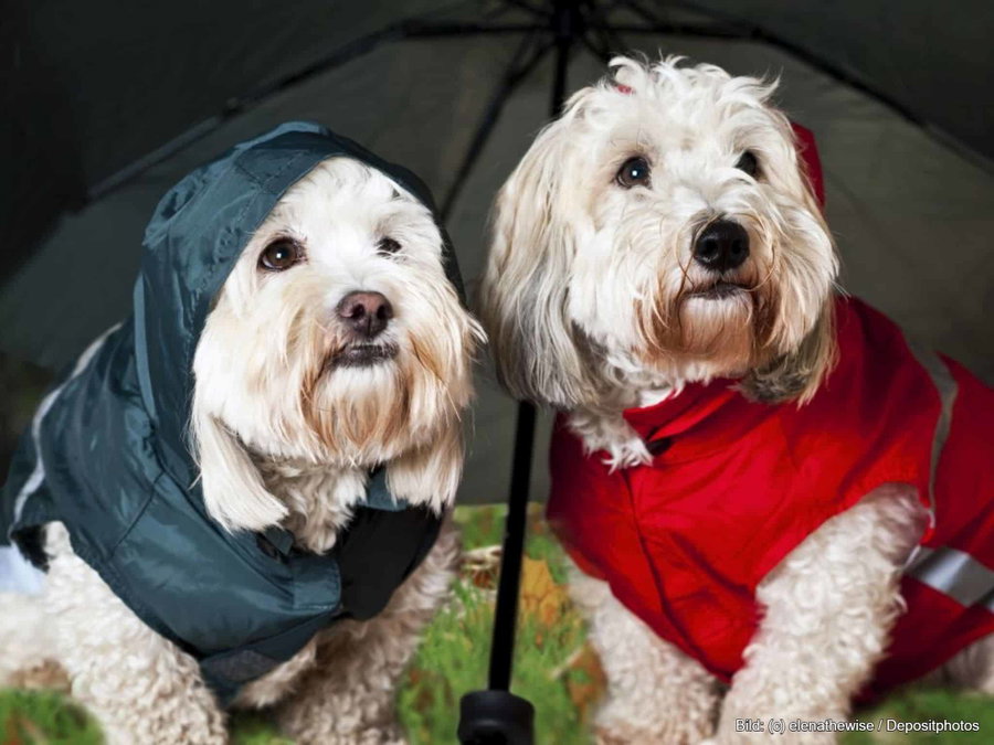Schütze deinen Hund im Herbst: Der ultimative Regenmantel-Guide für Hunde