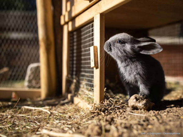 Kaufratgeber: Das beste Kleintiergehege außen
